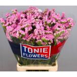 Limonium Parkjuur Rosella Sun Birds 70cm