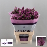 Limonium Parkjuur Rosa Sun Birds 60cm