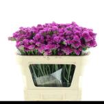 Limonium Parkjuur Rosa Sun Birds 70cm