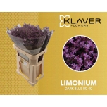 Limonium Parkjuur Safora Dark Blue 80cm