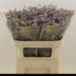 Limonium Parkjuur Safora Oshi Pink 70cm