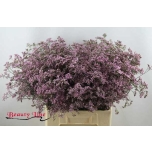 Limonium Parkjuur Safora Oshi Pink 60cm