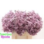 Limonium Parkjuur Safora Oshi Pink 60cm