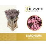 Limonium Parkjuur Safora Oshi Pink 60cm