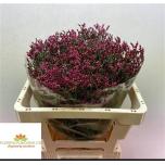 Limonium Parkjuur Scarlett Diamond 50cm