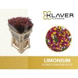 Limonium Parkjuur Scarlett Diamond 60cm