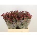 Limonium Parkjuur Scarlett Diamond 60cm