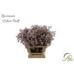 Limonium Parkjuur Silver Pink 60cm