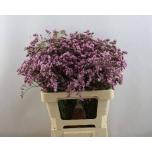 Limonium Parkjuur Silver Pink 60cm