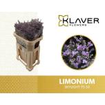 Limonium Parkjuur Skylight 70cm