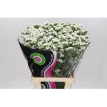 Limonium Parkjuur White Starlight Wings 70cm