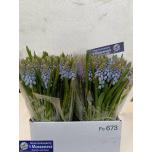 Muscari sinine