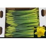 Narcissus Nartsiss Dutch Master 10tk/pk