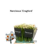 Narcissus Nartsiss Gragford