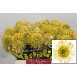 Leucospermum Nõelakera High Gold 40cm*10