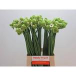 Ornithogalum saundersiae Hiid-linnupiim 70cm