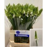 Ornithogalum thyrsoides Sau-linnupiim 60cm