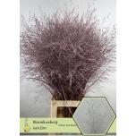 Panicum paint  Metallic Bordeaux (tk)