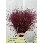 Panicum paint Cerise (tk)