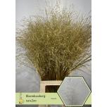 Panicum paint Gold (tk)