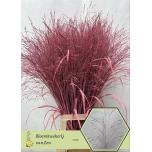 Panicum paint  Pink (tk)