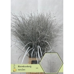 Panicum paint White (tk)