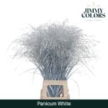 Panicum paint White (tk)