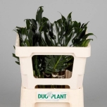 Philodendron Xanadu Filodendron 45cm tk