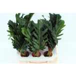 Philodendron Filodendron Xanadu 50 cm pk