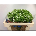 Phlox Floks Whitecap 50cm