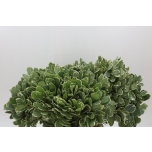 Pittosporum Ilan 45cm (pk)