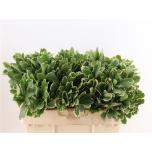 Pittosporum Ilan 55cm (pk)