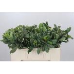 Pittosporum Ilan 55cm (pk)