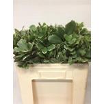 Pittosporum Ilan 55cm (pk)