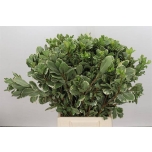 Pittosporum Ilan 55cm (pk)