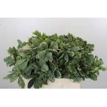 Pittosporum Ilan 60cm (pk)