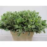 Pittosporum Ilan 60cm (pk)