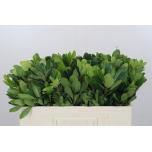 Pittosporum Nurit 50cm (pk)