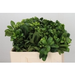 Pittosporum Nurit 50cm (pk)