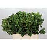 Pittosporum Nurit 60cm (pk)