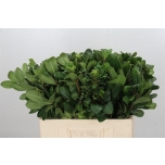 Pittosporum Nurit 60cm (pk)