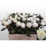 Paeonia Pojeng Duchesse de Nemours 50cm