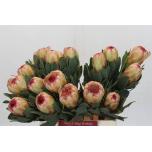 Protea Grandicolor 45cm