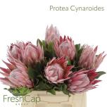 Protea Cynaroides 40cm