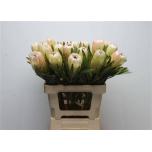 Protea White Night 60cm