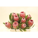 Protea Pink Ice 40cm