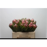 Protea Pink Ice 50cm