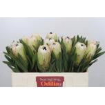 Protea White Night 50cm