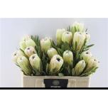 Protea White Night 50cm