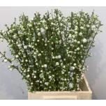 Prunus 50cm